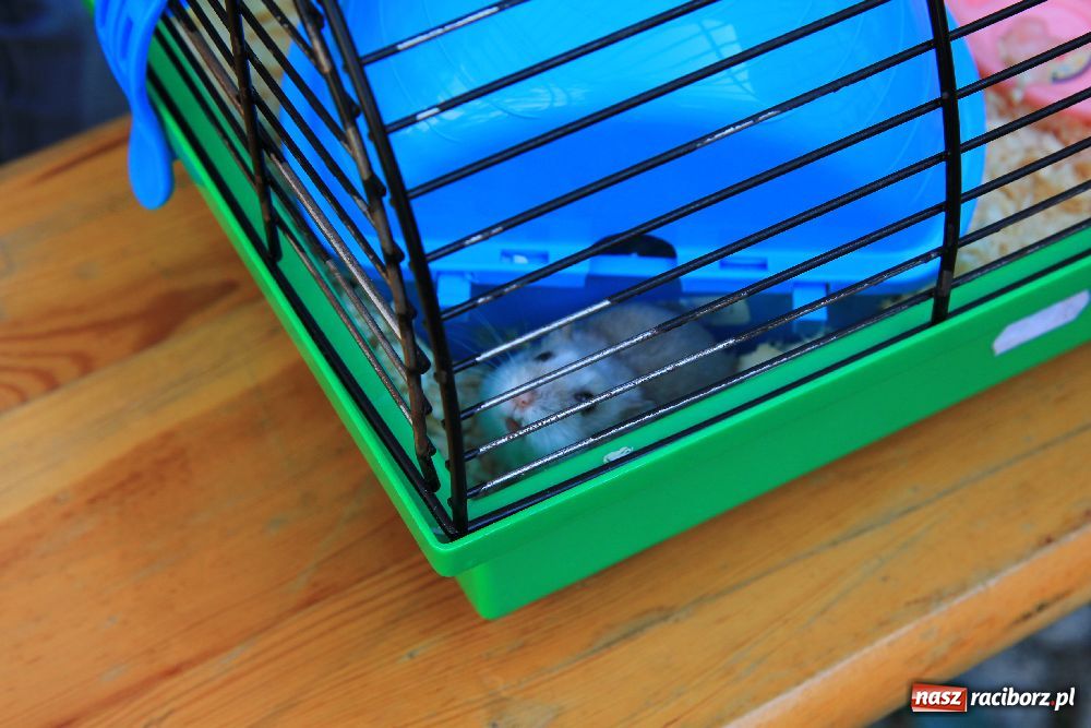 Zdjęcie w galerii na portalu naszraciborz.pl: Gryzonie wystartowały na Długiej wiadomości z regionu