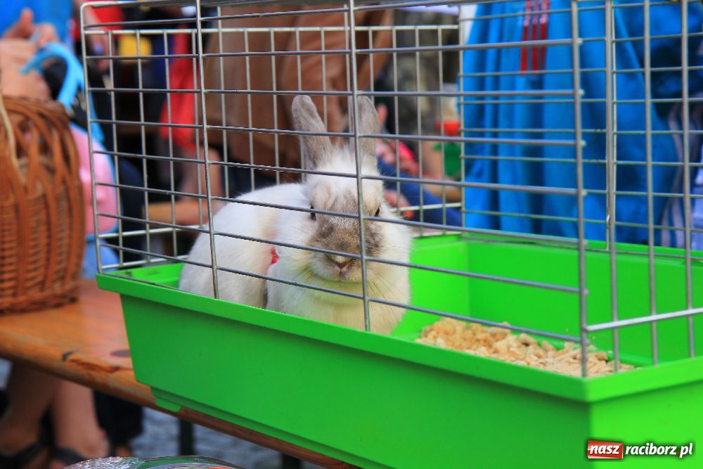 Zdjęcie w galerii na portalu naszraciborz.pl: Gryzonie wystartowały na Długiej wiadomości z regionu