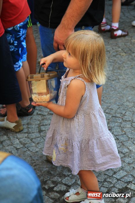 Zdjęcie w galerii na portalu naszraciborz.pl: Gryzonie wystartowały na Długiej wiadomości z regionu