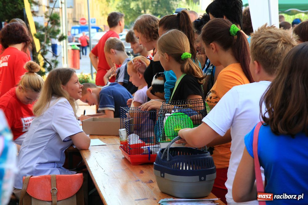 Zdjęcie w galerii na portalu naszraciborz.pl: Gryzonie wystartowały na Długiej wiadomości z regionu