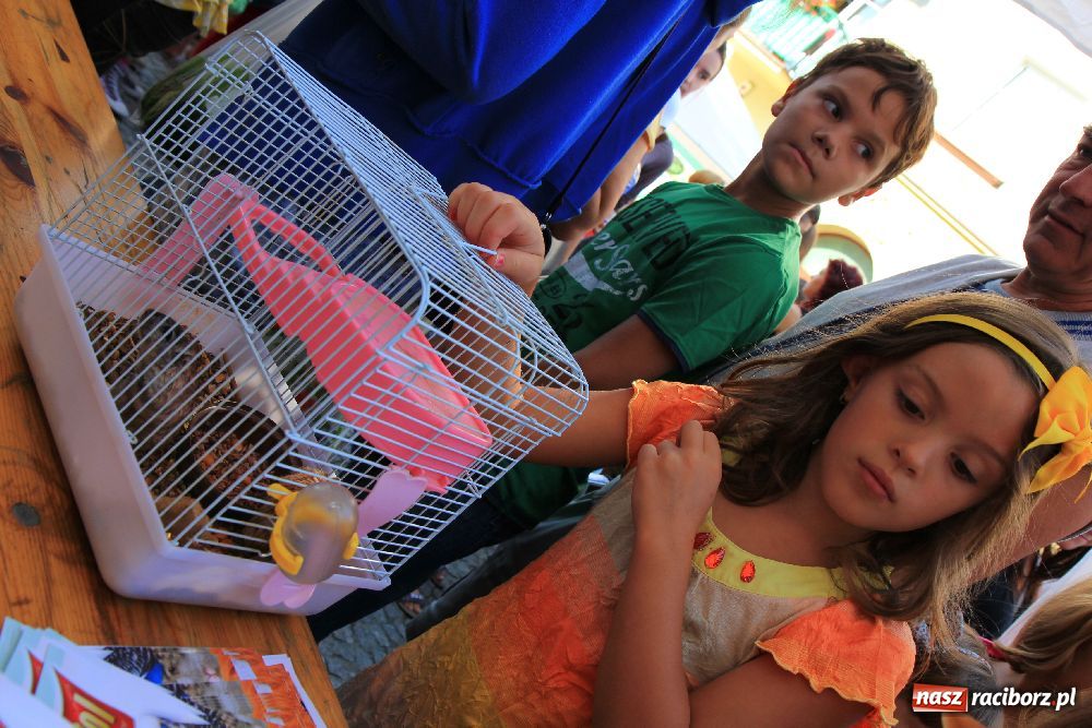 Zdjęcie w galerii na portalu naszraciborz.pl: Gryzonie wystartowały na Długiej wiadomości z regionu