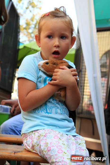 Zdjęcie w galerii na portalu naszraciborz.pl: Gryzonie wystartowały na Długiej wiadomości z regionu