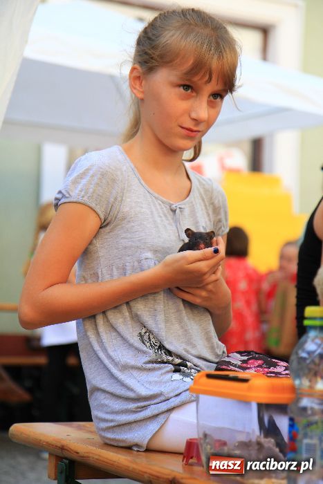 Zdjęcie w galerii na portalu naszraciborz.pl: Gryzonie wystartowały na Długiej wiadomości z regionu