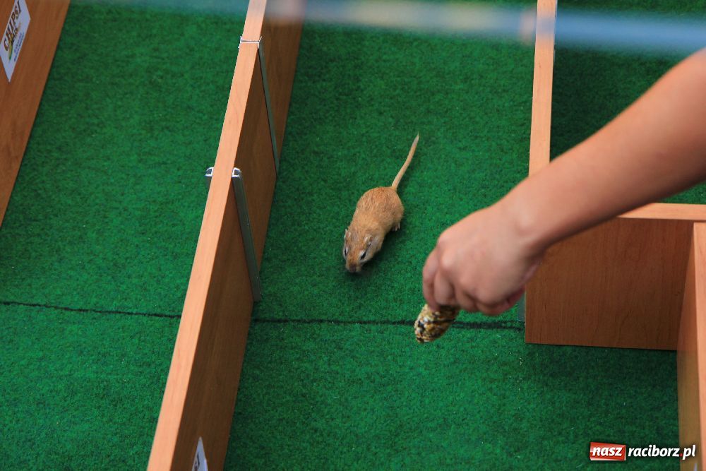 Zdjęcie w galerii na portalu naszraciborz.pl: Gryzonie wystartowały na Długiej wiadomości z regionu