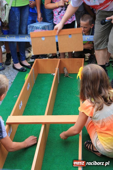 Zdjęcie w galerii na portalu naszraciborz.pl: Gryzonie wystartowały na Długiej wiadomości z regionu