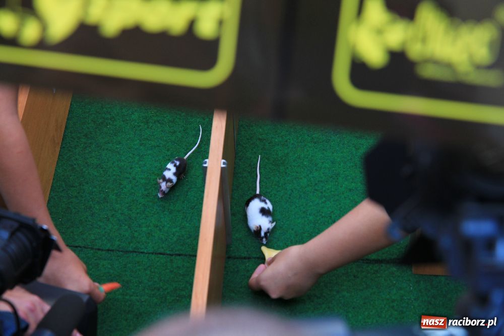 Zdjęcie w galerii na portalu naszraciborz.pl: Gryzonie wystartowały na Długiej wiadomości z regionu