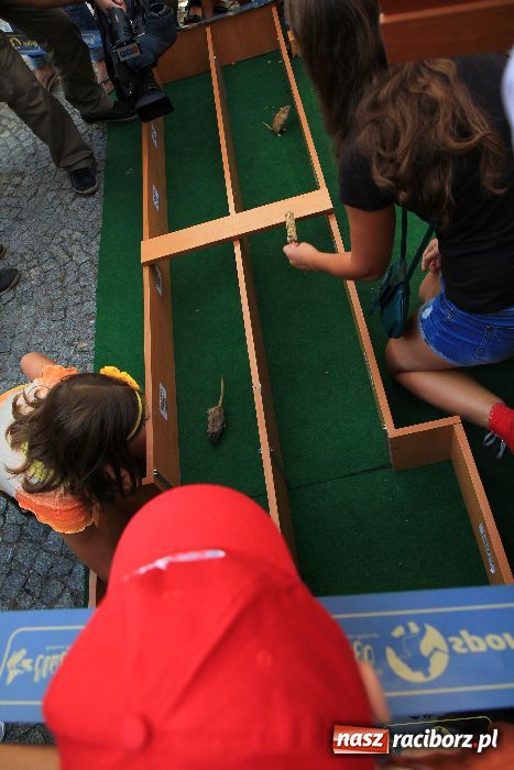 Zdjęcie w galerii na portalu naszraciborz.pl: Gryzonie wystartowały na Długiej wiadomości z regionu