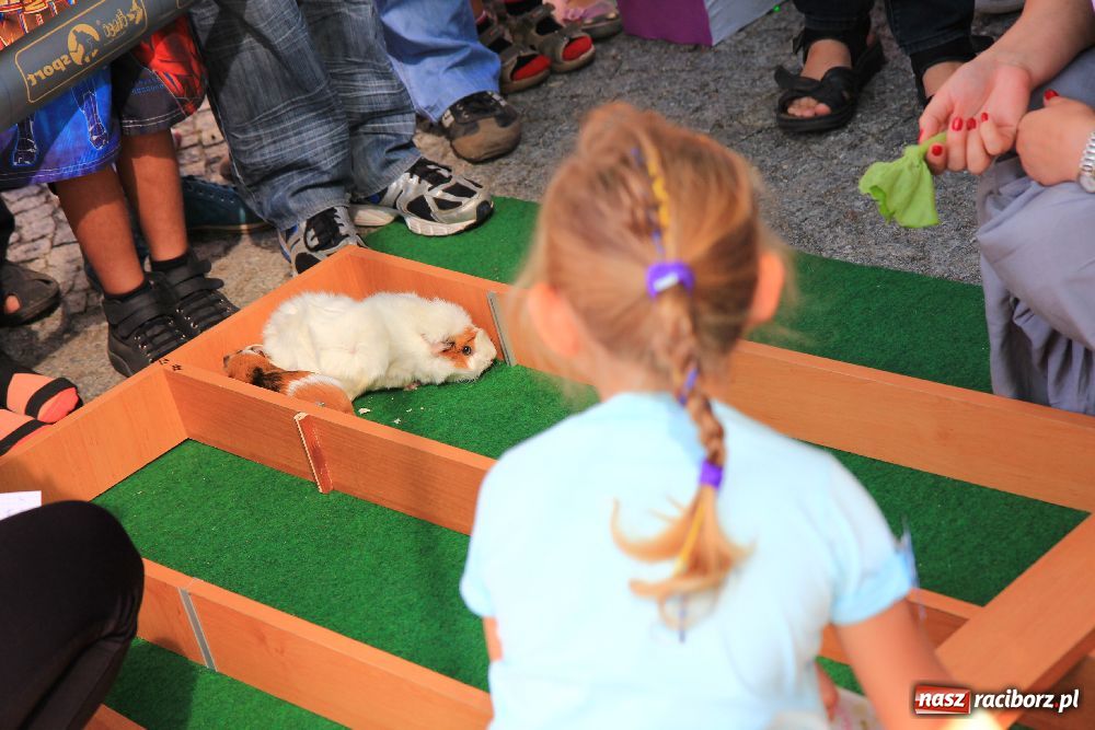 Zdjęcie w galerii na portalu naszraciborz.pl: Gryzonie wystartowały na Długiej wiadomości z regionu