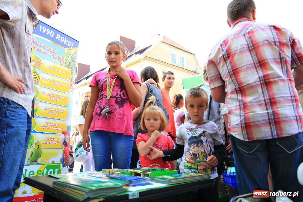 Zdjęcie w galerii na portalu naszraciborz.pl: Gryzonie wystartowały na Długiej wiadomości z regionu