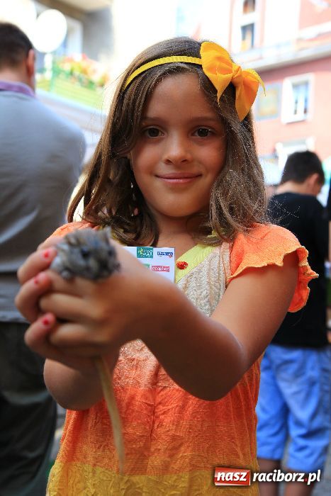 Zdjęcie w galerii na portalu naszraciborz.pl: Gryzonie wystartowały na Długiej wiadomości z regionu