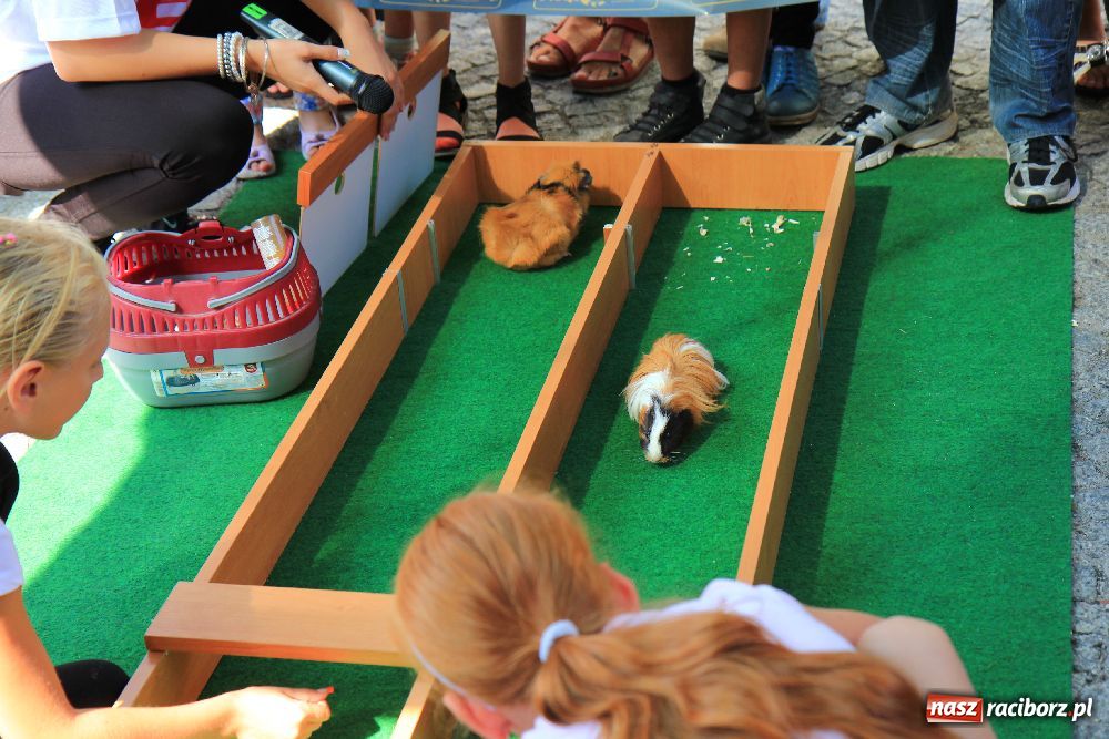 Zdjęcie w galerii na portalu naszraciborz.pl: Gryzonie wystartowały na Długiej wiadomości z regionu