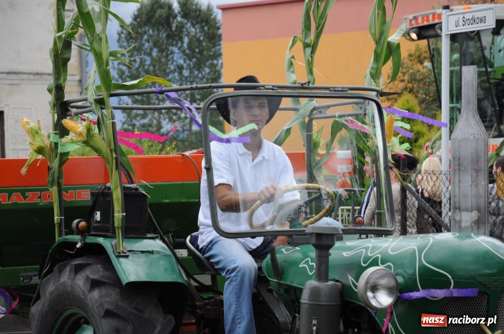 Zdjęcie w galerii na portalu naszraciborz.pl: Bocian i niesforny kot w Bolesławiu wiadomości z regionu