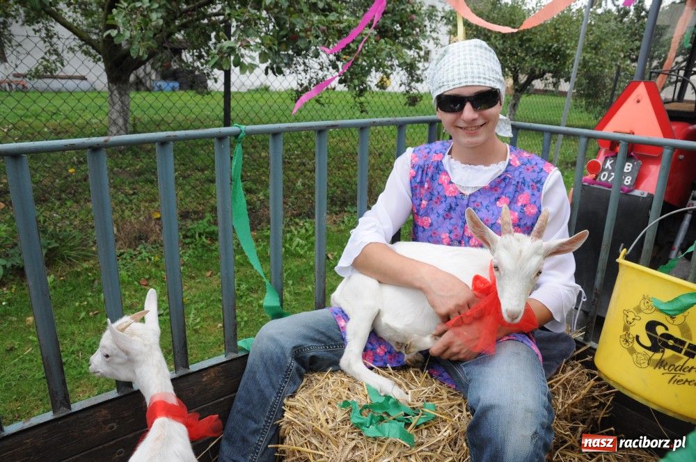 Zdjęcie w galerii na portalu naszraciborz.pl: Bocian i niesforny kot w Bolesławiu wiadomości z regionu