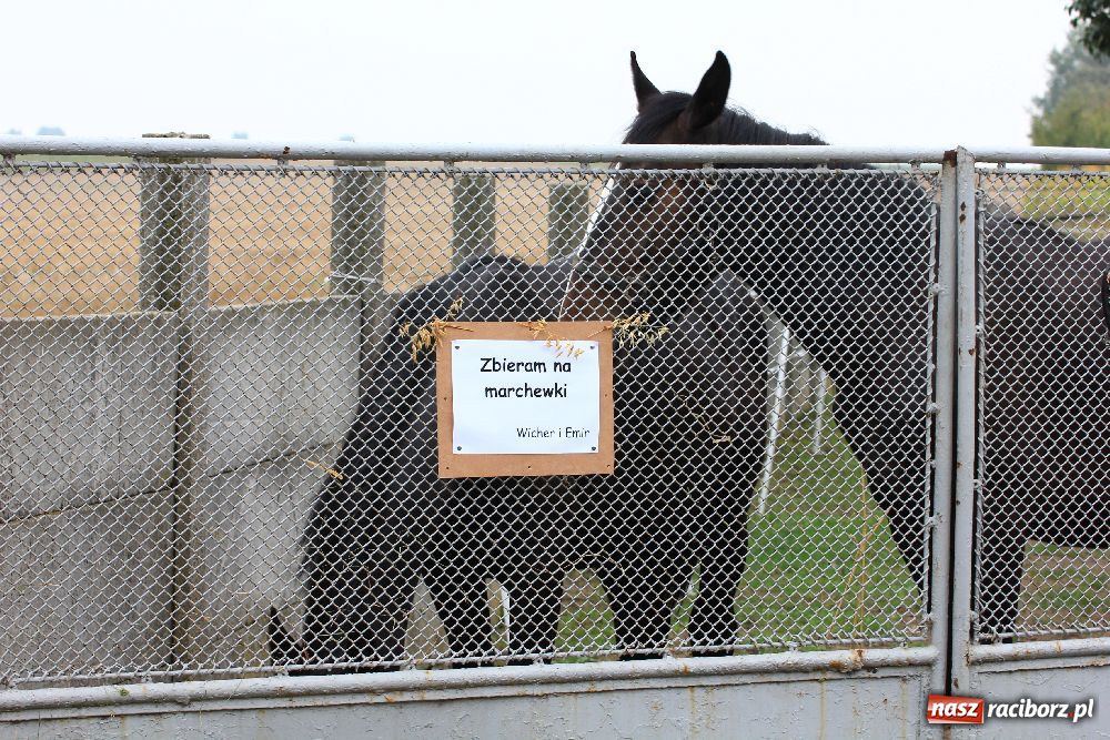 Zdjęcie w galerii na portalu naszraciborz.pl: Dożynki Gminne w Cyprzanowie wiadomości z regionu