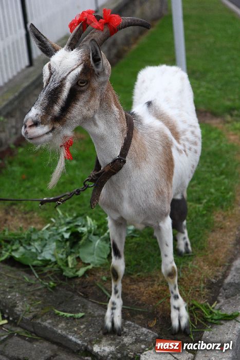 Zdjęcie w galerii na portalu naszraciborz.pl: Dożynki Gminne w Cyprzanowie wiadomości z regionu