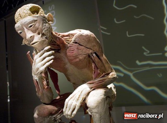 Zdjęcie w galerii na portalu naszraciborz.pl: Raciborskie zwłoki. Dylemat etyczny wiadomości z regionu