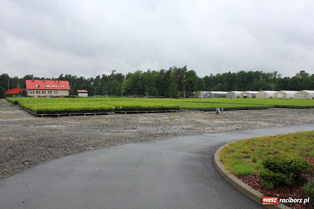 Zdjęcie w galerii na portalu naszraciborz.pl: Nowa wieża widokowa w Łężczoku wiadomości z regionu