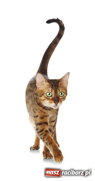 Zdjęcie w galerii na portalu naszraciborz.pl: Kot po kastracji - nie je do końca! wiadomości z regionu
