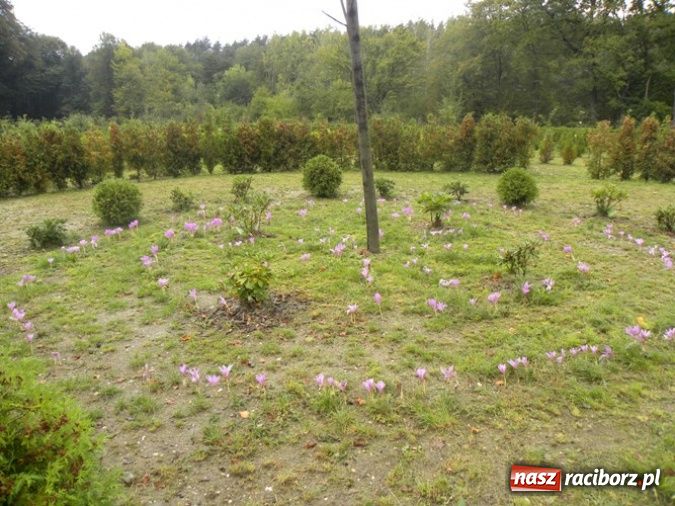 Zdjęcie w galerii na portalu naszraciborz.pl: Festiwal Budo w Zaczarowanym Ogrodzie wiadomości z regionu