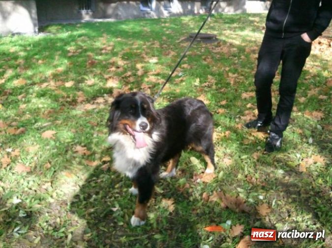 Zdjęcie w galerii na portalu naszraciborz.pl: Znaleziono psa rasy berneński pies pasterski wiadomości z regionu