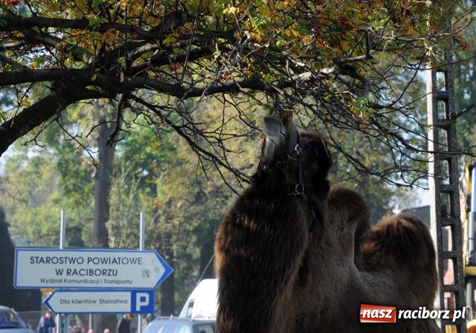 Zdjęcie w galerii na portalu naszraciborz.pl: Niecodzienni goście pod starostwem wiadomości z regionu
