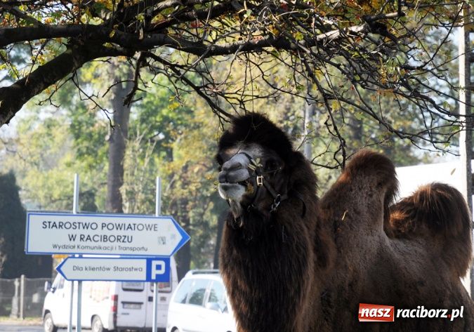 Zdjęcie w galerii na portalu naszraciborz.pl: Niecodzienni goście pod starostwem wiadomości z regionu