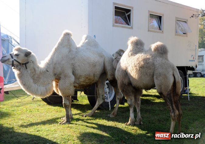 Zdjęcie w galerii na portalu naszraciborz.pl: Niecodzienni goście pod starostwem wiadomości z regionu