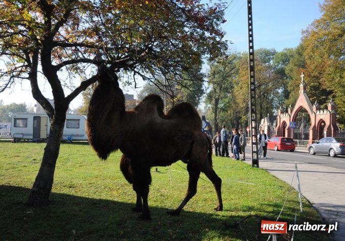 Zdjęcie w galerii na portalu naszraciborz.pl: Niecodzienni goście pod starostwem wiadomości z regionu