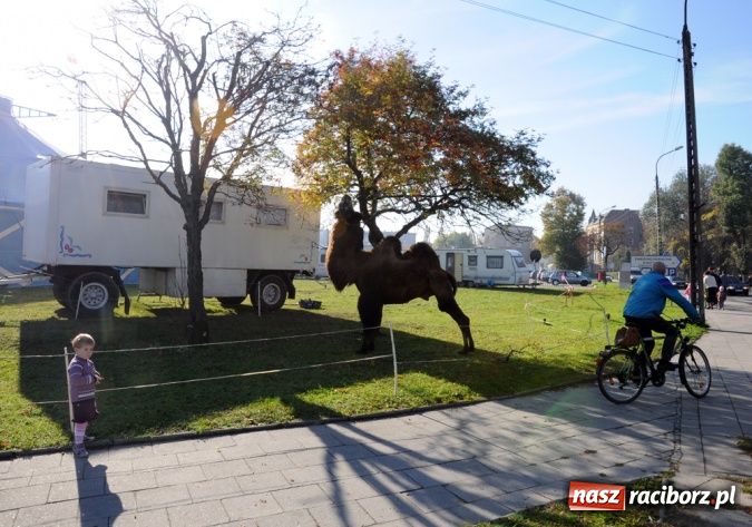 Zdjęcie w galerii na portalu naszraciborz.pl: Niecodzienni goście pod starostwem wiadomości z regionu