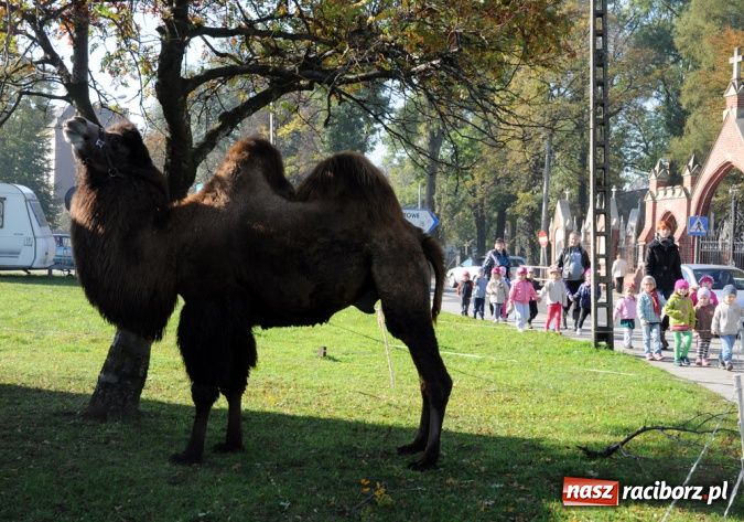 Zdjęcie w galerii na portalu naszraciborz.pl: Niecodzienni goście pod starostwem wiadomości z regionu