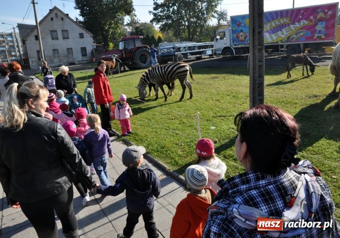 Zdjęcie w galerii na portalu naszraciborz.pl: Niecodzienni goście pod starostwem wiadomości z regionu