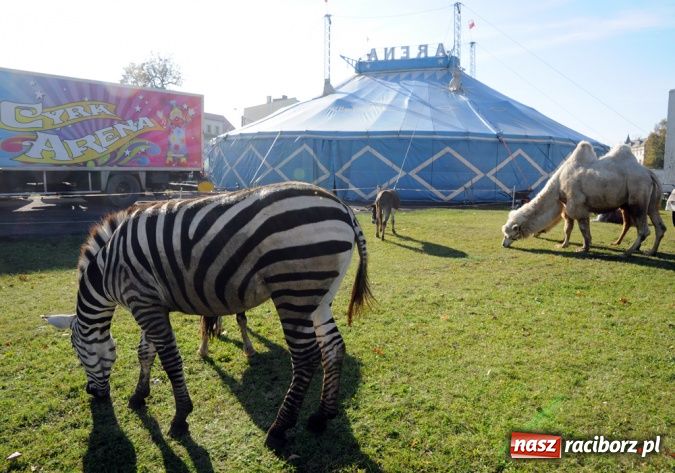 Zdjęcie w galerii na portalu naszraciborz.pl: Niecodzienni goście pod starostwem wiadomości z regionu