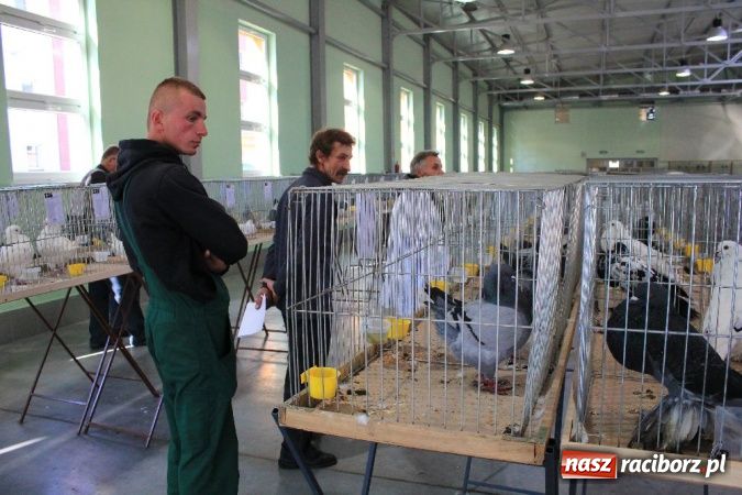 Zdjęcie w galerii na portalu naszraciborz.pl: Wystawa drobnego inwentarza w Pietrowicach Wielkich wiadomości z regionu