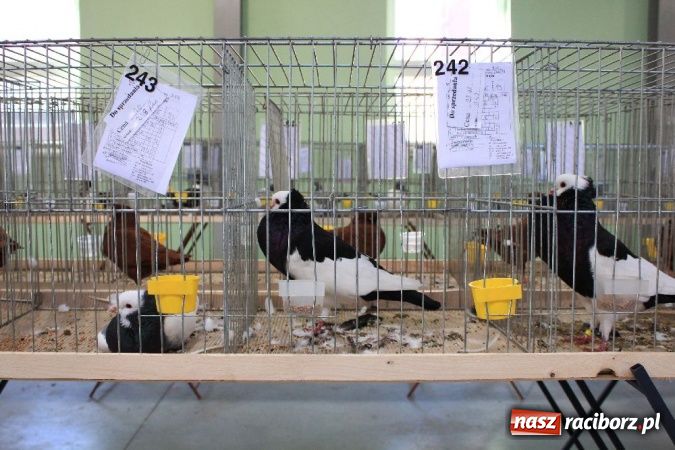 Zdjęcie w galerii na portalu naszraciborz.pl: Wystawa drobnego inwentarza w Pietrowicach Wielkich wiadomości z regionu