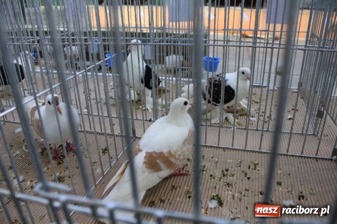 Zdjęcie w galerii na portalu naszraciborz.pl: Wystawa drobnego inwentarza w Pietrowicach Wielkich wiadomości z regionu