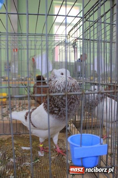 Zdjęcie w galerii na portalu naszraciborz.pl: Wystawa drobnego inwentarza w Pietrowicach Wielkich wiadomości z regionu