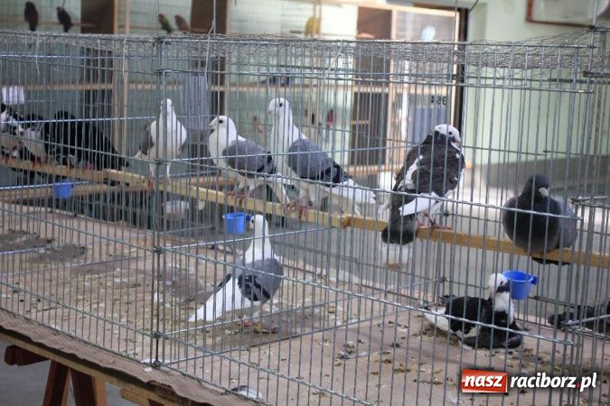 Zdjęcie w galerii na portalu naszraciborz.pl: Wystawa drobnego inwentarza w Pietrowicach Wielkich wiadomości z regionu