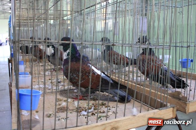 Zdjęcie w galerii na portalu naszraciborz.pl: Wystawa drobnego inwentarza w Pietrowicach Wielkich wiadomości z regionu