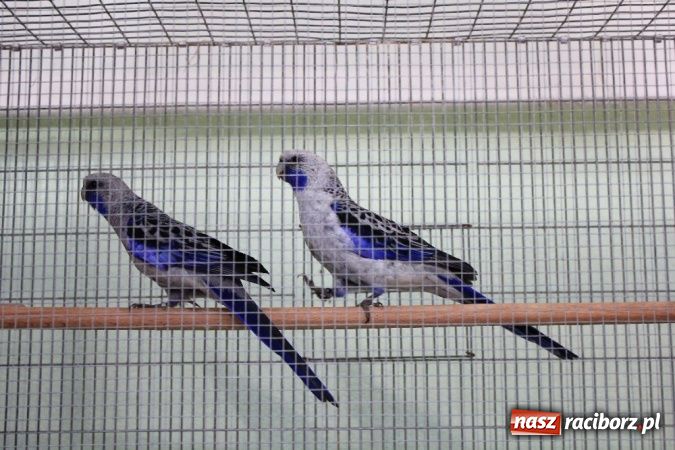 Zdjęcie w galerii na portalu naszraciborz.pl: Wystawa drobnego inwentarza w Pietrowicach Wielkich wiadomości z regionu