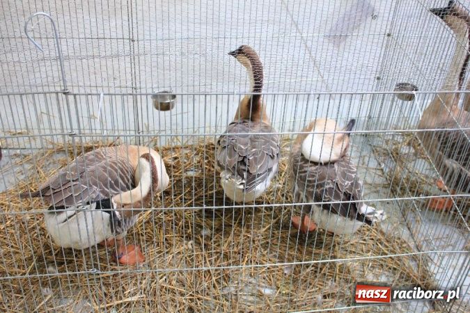 Zdjęcie w galerii na portalu naszraciborz.pl: Wystawa drobnego inwentarza w Pietrowicach Wielkich wiadomości z regionu