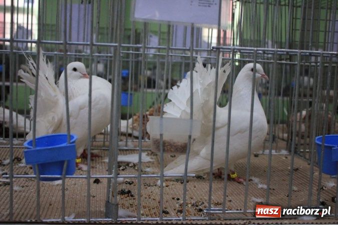 Zdjęcie w galerii na portalu naszraciborz.pl: Wystawa drobnego inwentarza w Pietrowicach Wielkich wiadomości z regionu