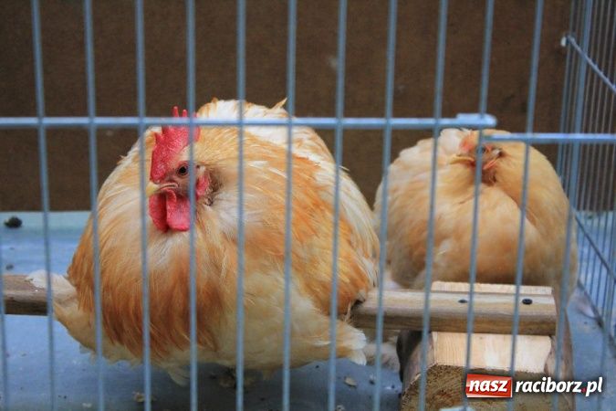 Zdjęcie w galerii na portalu naszraciborz.pl: Wystawa drobnego inwentarza w Pietrowicach Wielkich wiadomości z regionu