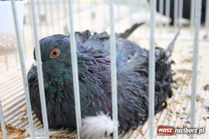 Zdjęcie w galerii na portalu naszraciborz.pl: Wystawa drobnego inwentarza w Pietrowicach Wielkich wiadomości z regionu