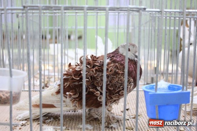 Zdjęcie w galerii na portalu naszraciborz.pl: Wystawa drobnego inwentarza w Pietrowicach Wielkich wiadomości z regionu