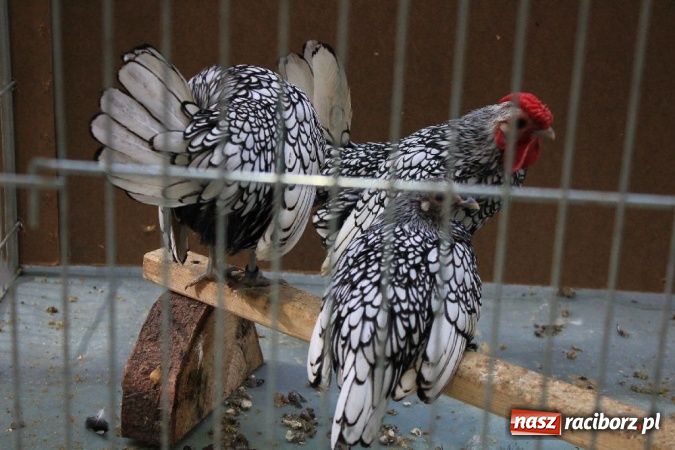 Zdjęcie w galerii na portalu naszraciborz.pl: Wystawa drobnego inwentarza w Pietrowicach Wielkich wiadomości z regionu