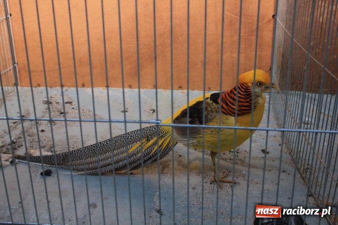 Zdjęcie w galerii na portalu naszraciborz.pl: Wystawa drobnego inwentarza w Pietrowicach Wielkich wiadomości z regionu