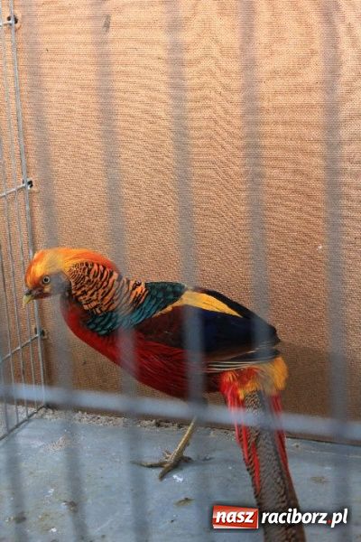 Zdjęcie w galerii na portalu naszraciborz.pl: Wystawa drobnego inwentarza w Pietrowicach Wielkich wiadomości z regionu