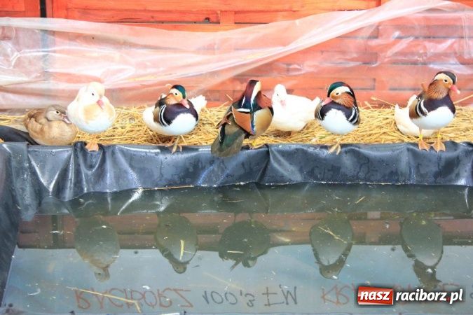 Zdjęcie w galerii na portalu naszraciborz.pl: Wystawa drobnego inwentarza w Pietrowicach Wielkich wiadomości z regionu