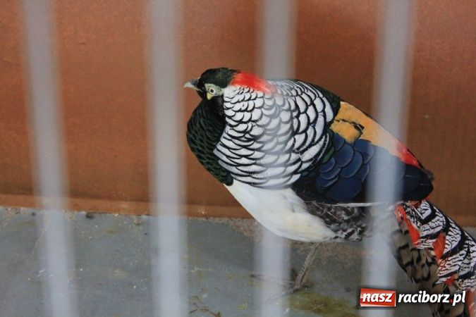 Zdjęcie w galerii na portalu naszraciborz.pl: Wystawa drobnego inwentarza w Pietrowicach Wielkich wiadomości z regionu