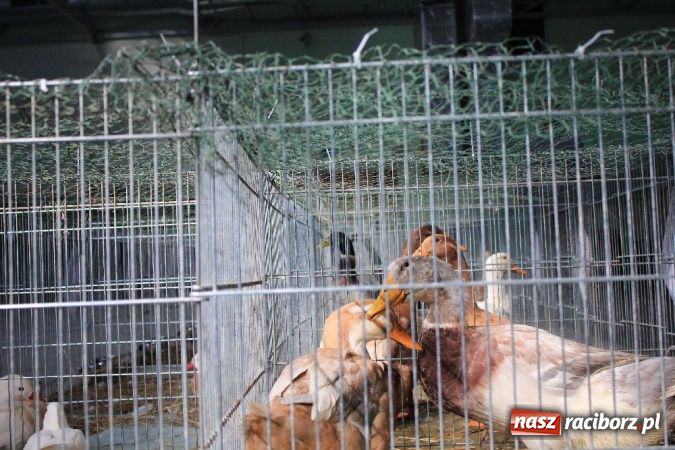 Zdjęcie w galerii na portalu naszraciborz.pl: Wystawa drobnego inwentarza w Pietrowicach Wielkich wiadomości z regionu